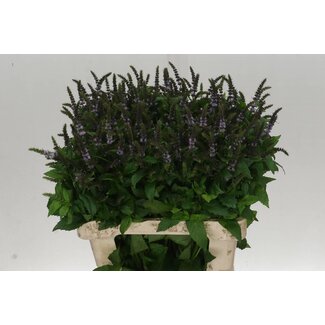 Freshy Mentha Dark Sensation