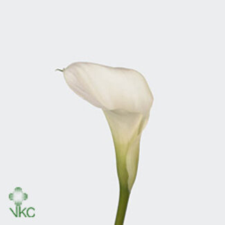Freshy Zantedeschia Crystal Blush Dubbelbloemig