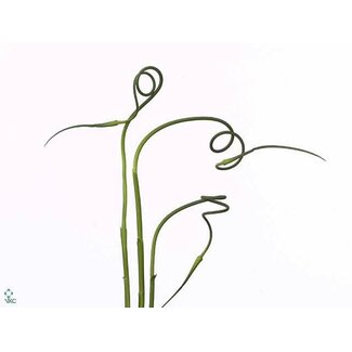 Freshy Allium Sat Ophiosco