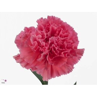 Freshy Anjer Funza Kort Tonic Golem 50cm