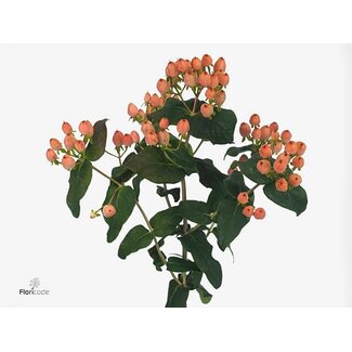 Freshy Hypericum Mag Innocence