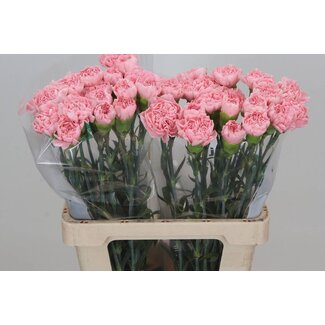 Freshy Anjer Hollands Pink Montezuma