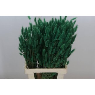Freshy Lagurus Green (p. bos)