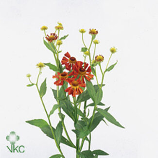 Freshy Helenium Orange Beauty
