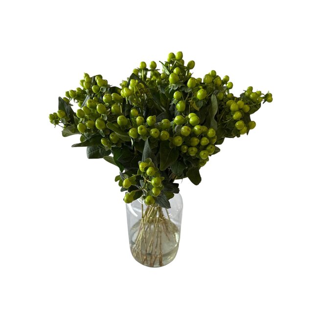 Fresh Green Hypericum “Lucky Romance” | Fresh Flowers | Length ± 50 centimeter | 25 stems per bunch | Per bunch