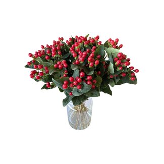 Freshy Fresh Natural White Hypericum “Cool Romance” | Fresh Flowers | Length ± 50 centimetre | 25 stems per bunch | Per bunch