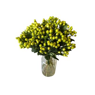 Freshy Fresh Lime-green Hypericum “Smiley Romance” | Fresh Flowers | Length ± 50 centimetre | 25 stems per bunch | Per bunch