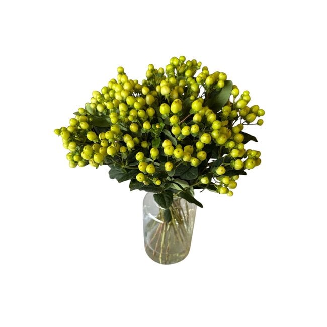 Fresh lime-green Hypericum “Smiley Romance” | Fresh Flowers | Length ± 50 centimeter | 25 stems per bunch | Per bunch