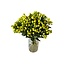 Fresh lime-green Hypericum “Smiley Romance” | Fresh Flowers | Length ± 50 centimeter | 25 stems per bunch | Per bunch
