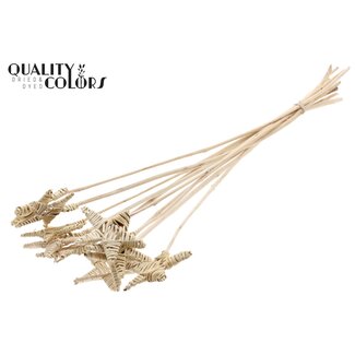 QC Rotan Lata Ster op Stok | Kleur: Naturel Lichtbruin | Lata Star platte Bijsteker | Lengte ± 50 centimeter | Kerst Decoratie | Per 10 bijstekers