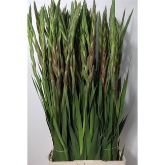 Freshy Gladiolus groot Indian Summe