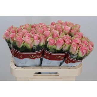 Freshy Rosa Belle Rose