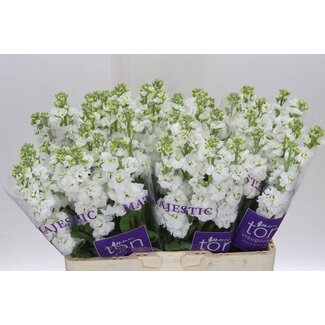 Freshy Violier Stox White
