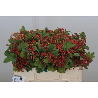 Freshy Viburnum op Compactum 4 Kop