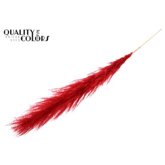 QC Cortaderia Lao Grass L140cm per stem Bleached Red