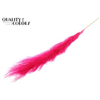 QC Cortaderia Lao Grass L140cm per stem Bleached Cerise