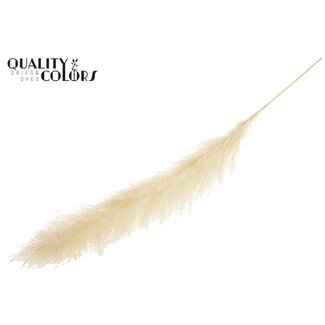 QC Cortaderia Lao Grass L140cm per stem Bleached