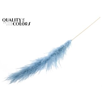 QC Cortaderia Lao Grass L140cm per stem Bleached Light Blue