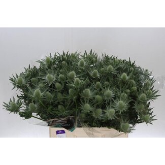 Freshy Eryngium Gemini Questar
