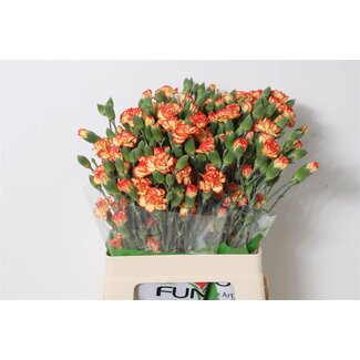 Freshy Trosanjer Funza Carimbo