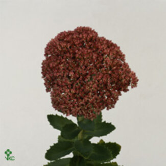 Freshy Sedum Spectabile St