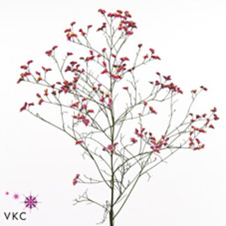 Freshy Limonium Sin China Red