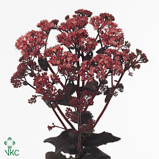 Freshy Sedum Purple Emperor