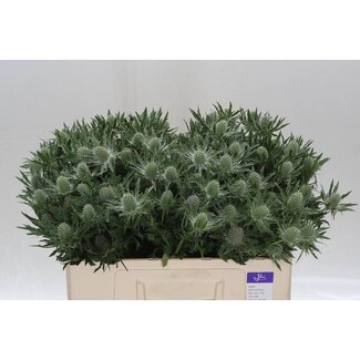 Freshy Eryngium Sirius Questar