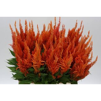 Freshy Celosia Ap Apricot Brand