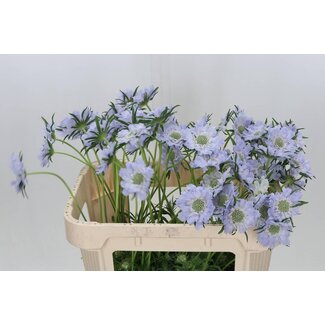 Freshy Scabiosa C Jisca