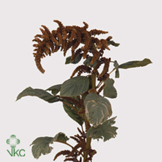 Freshy Amaranthus Cr Hot Biscuit