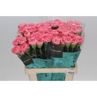 Freshy Anjer Hollands Kleos