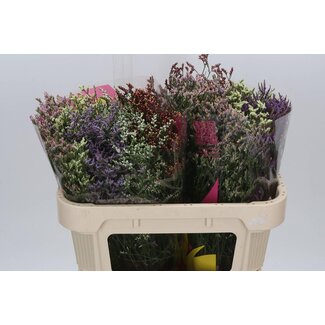 Freshy Limonium Sin Diamond Gemengd