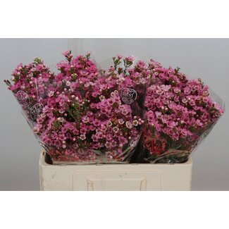 Freshy Chamelaucium Sarahs Delight