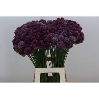 Freshy Allium Sphaerocephal