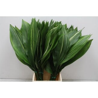 Freshy Aspidistra Variagated (p. bos)