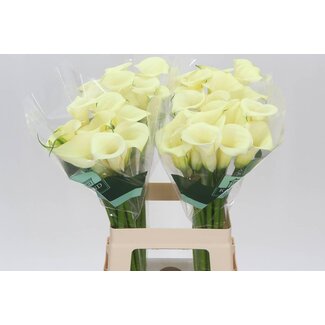 Freshy Zantedeschia Snowstar