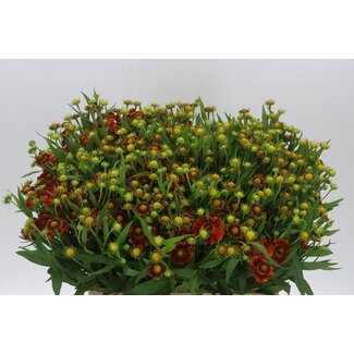 Freshy Helenium Autumn Fire