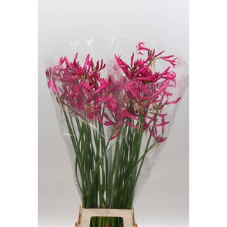 Freshy Nerine Bo Sanne Bolgerijpt