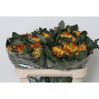 Freshy Chrysant deco Fuego