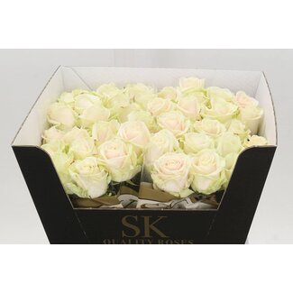 Freshy Rosa Lovely Avalanche