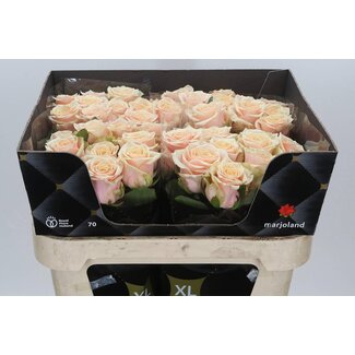 Freshy Rosa Bellini X L