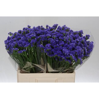 Freshy Limonium S Pippa Wings