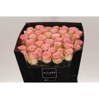 Freshy Rosa Sophia Loren Allure