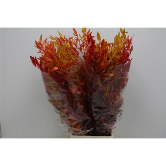 Freshy Ruscus Pres Mix (p. bos)