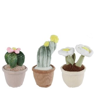 4A Plush Succulent in Pot | Colour: Mixed Colours | Height 25 centimetre | Per 6 plants