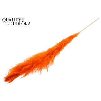 QC Gebleekte Gedroogde Pampas Pluimen | Kleur: Oranje | Lengte ± 140 centimeter | Per pluim