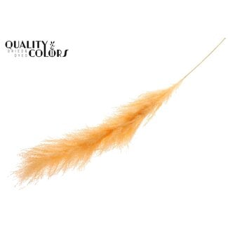 QC Bleached Dried Pampas Plumes | Colour: Salmon-coloured | Lao Grass Dried Flowers | Length ± 140 centimetre | Per plume