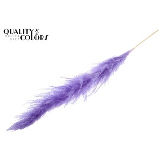 QC Bleached Dried Pampas Plumes | Colour: Milka Purple | Lengte ± 140 centimeter | Per plume