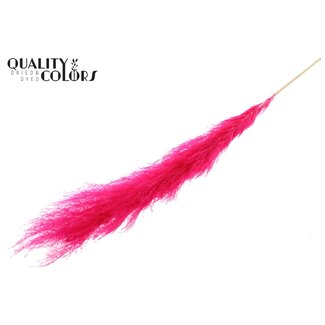QC Bleached Dried Pampas Plumes | Colour: Fuchsia Cerise | Length ± 140 centimeter | Per plume